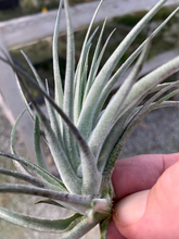Load image into Gallery viewer, Tillandsia Stricta &quot;Silver Star&quot;