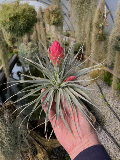 Tillandsia Stricta Stiff Blue