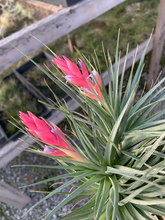 Load image into Gallery viewer, Tillandsia Stricta Fay Gray- Large single and double plants