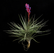 Load image into Gallery viewer, Tillandsia Stricta Iridescent