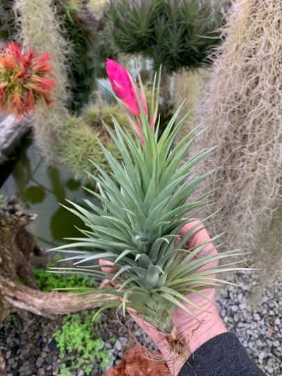 Tillandsia Stricta Pink Cone