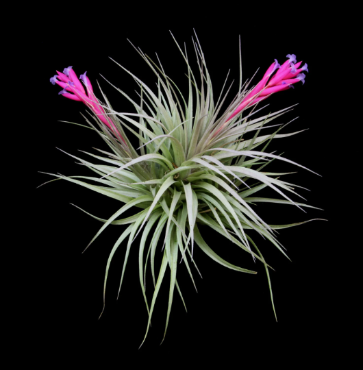 Tillandsia Stricta Violet