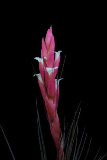 Tillandsia Tenuifolia v. Amethyst-Large Plants