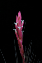 Load image into Gallery viewer, Tillandsia Tenuifolia v. Amethyst-Medium Plants
