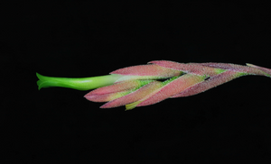 Tillandsia tortilis- Unusual Green Flowers