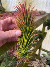 Load image into Gallery viewer, Tillandsia Ionantha Totem Pole