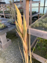 Load image into Gallery viewer, Tillandsia zacapanensis x X Floridiana