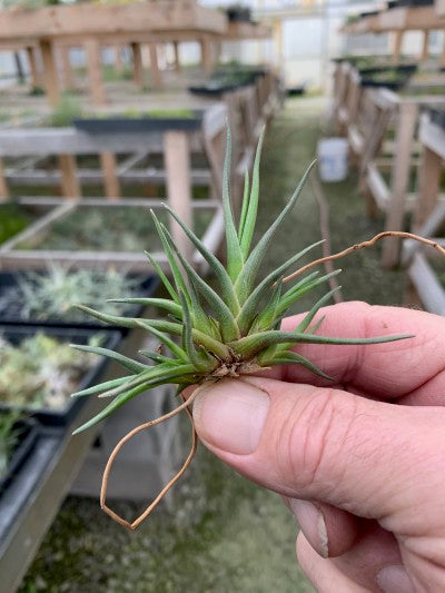 Tillandsia albertiana