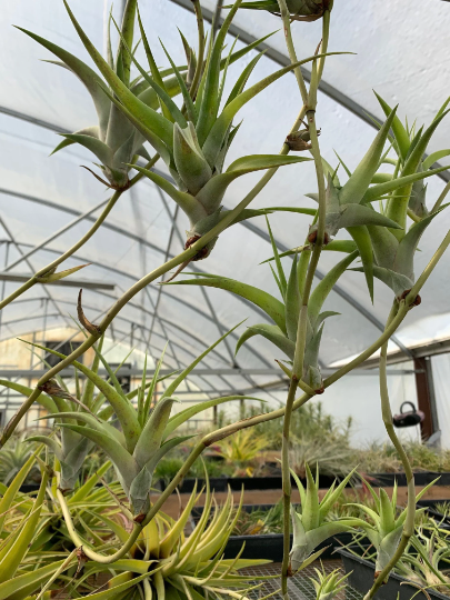 Tillandsia Flexuosa Viva-Parva -Small Plants