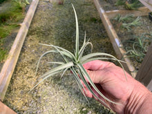Load image into Gallery viewer, Tillandsia X Inca Gold
