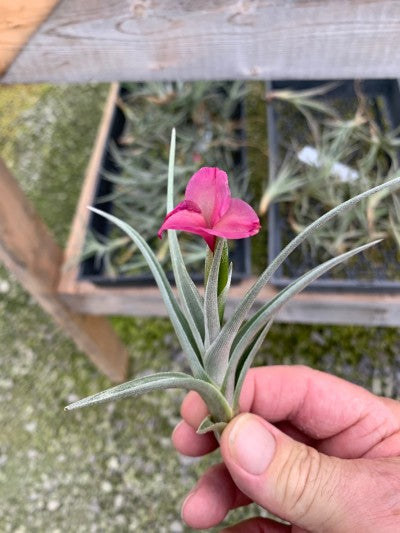 Tillandsia X Mystic Trumpet