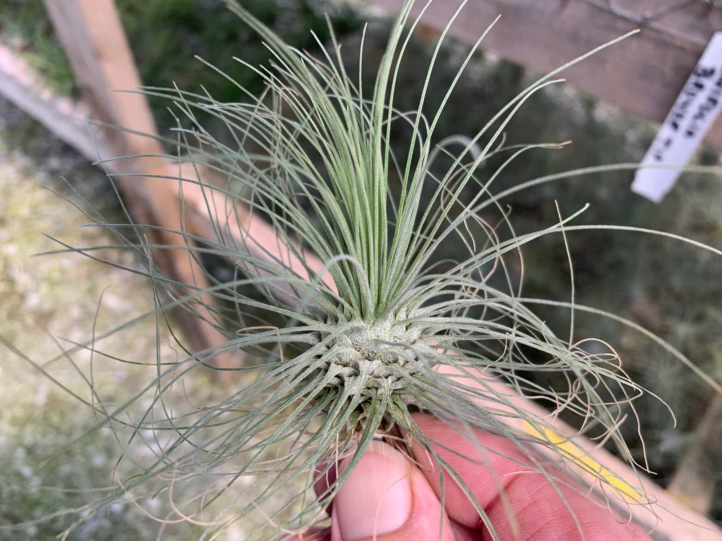 Tillandsia Fuchsii v. Gracillis