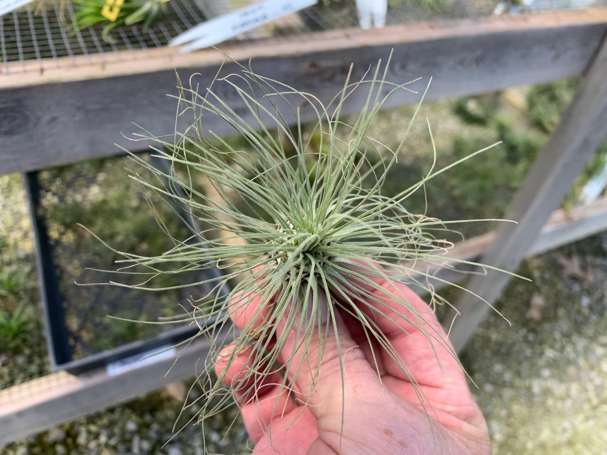 Tillandsia fuchsii var. gracilis - Binette et filles - Montréal