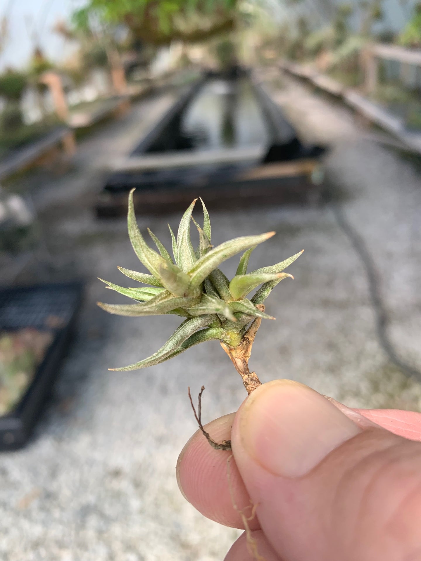 Tillandsia Funebris