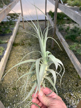 Load image into Gallery viewer, Tillandsia Straminea Tall White 6-9&quot;