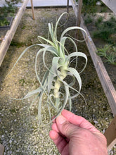 Load image into Gallery viewer, Tillandsia Straminea Tall White 6-9&quot;