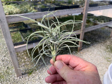 Load image into Gallery viewer, Tillandsia X Wonga- Mallemontii x duratii