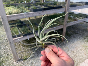 Tillandsia Streptocarpa Thick Leaf