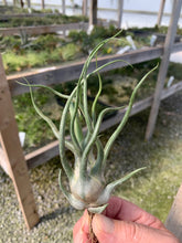 Load image into Gallery viewer, Tillandsia Seleriana x Bulbosa Large