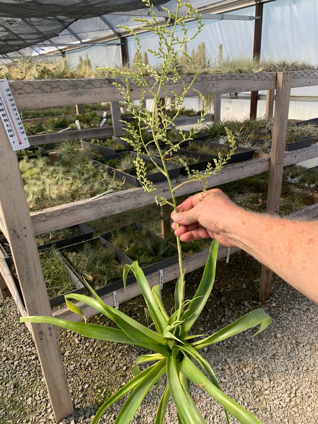 Tillandsia Multiflora-With Developing Flower Spike