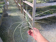 Load image into Gallery viewer, Tillandsia Straminea Giant