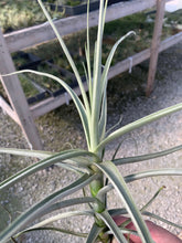 Load image into Gallery viewer, Tillandsia Straminea Giant