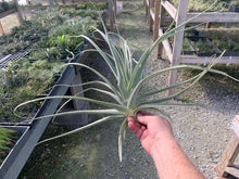 Load image into Gallery viewer, Tillandsia Straminea Fuzzy Giant 13-24&quot;
