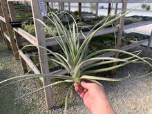 Load image into Gallery viewer, Tillandsia Straminea Fuzzy Giant 13-24&quot;