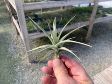 Load image into Gallery viewer, Tillandsia Ixioides Blue Albino