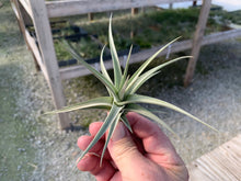 Load image into Gallery viewer, Tillandsia Ixioides Blue Albino