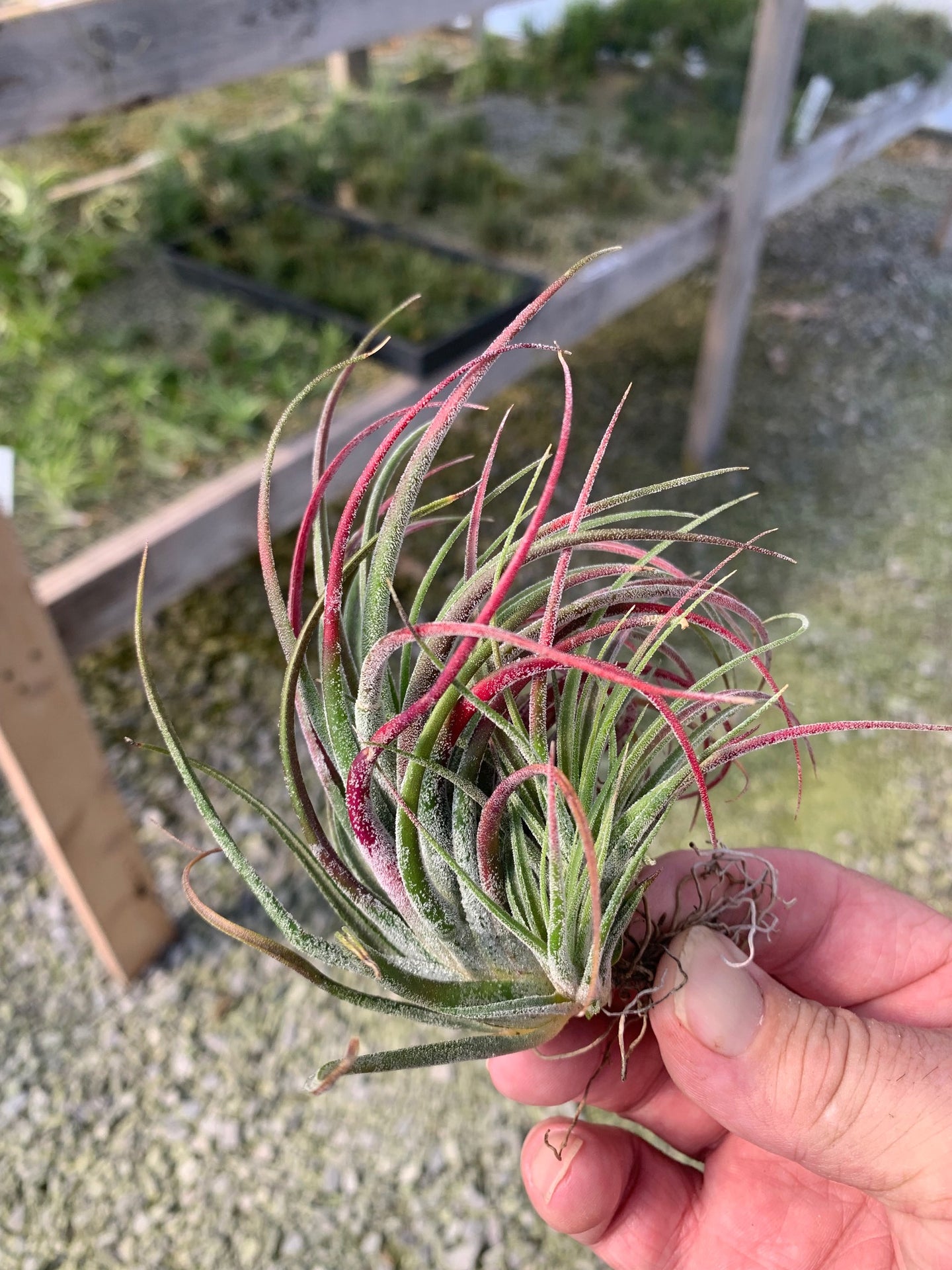 Tillandsia Pruinosa x velutina