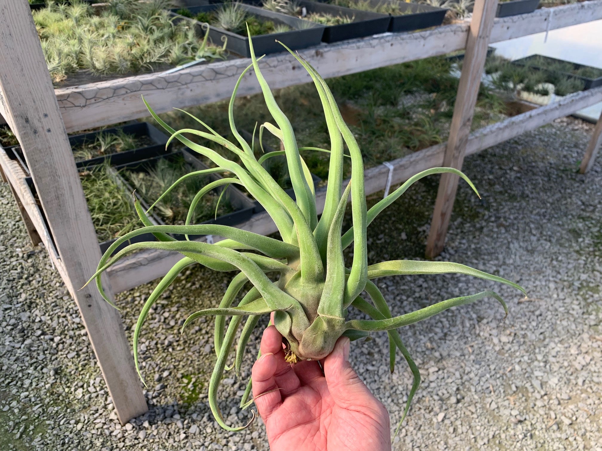 Tillandsia Streptophylla Guat. 13-15