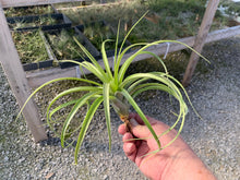 Load image into Gallery viewer, Tillandsia Roland-Gosselinii 5-9&quot;
