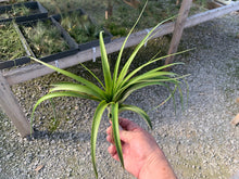 Load image into Gallery viewer, Tillandsia Maritima 9-12&quot;