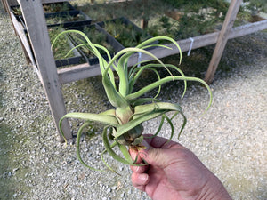 Tillandsia Streptophylla Guat. 6-8"