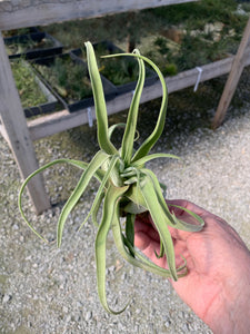 Tillandsia Streptophylla Guat. 6-8"