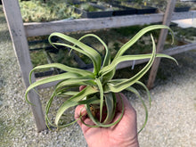 Load image into Gallery viewer, Tillandsia Streptophylla Guat. 6-8&quot;