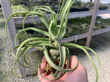 Load image into Gallery viewer, Tillandsia Streptophylla Guat. 6-8&quot;
