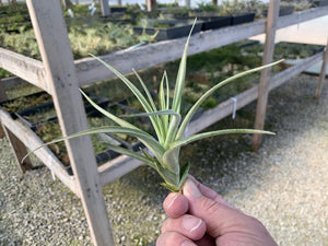 Tillandsia Recurvifolia Hybrid