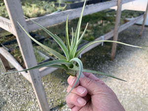 Tillandsia Recurvifolia Hybrid