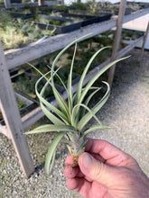 Load image into Gallery viewer, Tillandsia X Redy Select Hybrid- Small