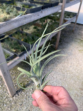Load image into Gallery viewer, Tillandsia X Redy Select Hybrid- Small
