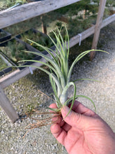 Load image into Gallery viewer, Tillandsia X Redy Select Hybrid- Small