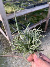 Load image into Gallery viewer, Tillandsia Pueblensis Clump-Large Clumps-ON SALE!!! 40% OFF!!!