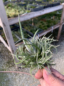 Tillandsia Pueblensis Clump-Large Clumps-ON SALE!!! 40% OFF!!!