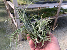 Load image into Gallery viewer, Tillandsia Pueblensis Clump-Large Clumps-ON SALE!!! 40% OFF!!!