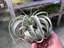 Load image into Gallery viewer, Tillandsia Xerographica - Small