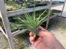 Load image into Gallery viewer, Tillandsia Montana Thick Leaf
