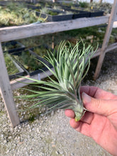 Load image into Gallery viewer, Tillandsia Montana Thick Leaf