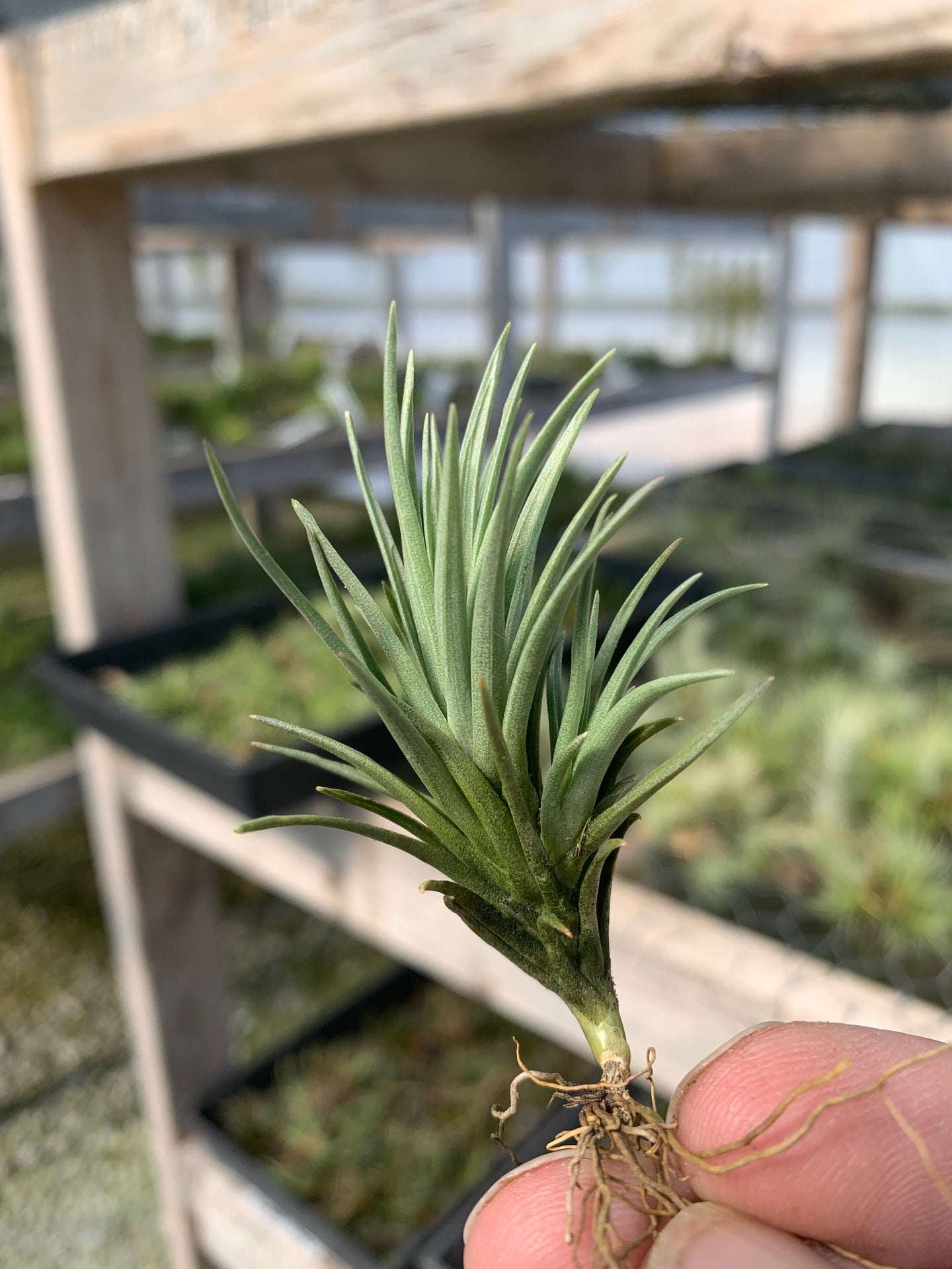 Tillandsia tenuifolia Bronze Tip